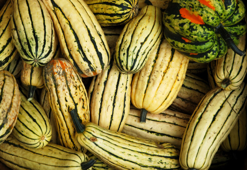 delicata