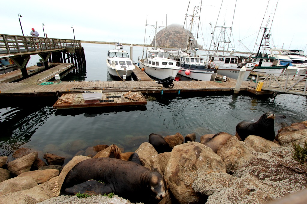 morrobay