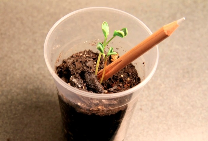 sprout